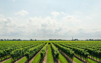 Comprendre le Cycle Végétatif de la Vigne : De la Taille à la Floraison