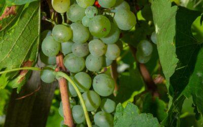 Tout Savoir sur la Méthode Champenoise