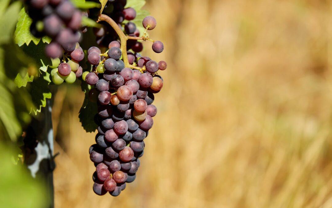 Taille de la Vigne à Travers les Saisons : Un Guide pour les Viticulteurs